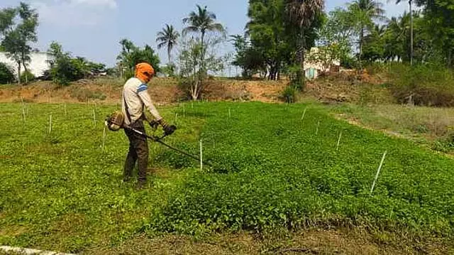 तमिलनाडु में किसानों में किडनी फेलियर बढ़ रहा है: Lancet report तमिलनाडु में किसानों में किडनी फेलियर बढ़ रहा है: Lancet report