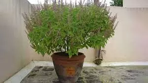 Tulsi Vivah 2025: विवाह से पहले तुलसी की कलियां हटा दें, जानें क्यों Tulsi Vivah 2025: विवाह से पहले तुलसी की कलियां हटा दें, जानें क्यों