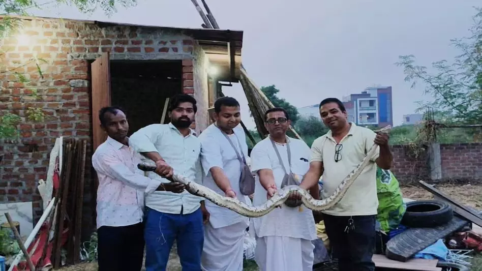 मंदिर में फुफकार मार रहा था अजगर, इधर-उधर भागे सेवादार मंदिर में फुफकार मार रहा था अजगर, इधर-उधर भागे सेवादार