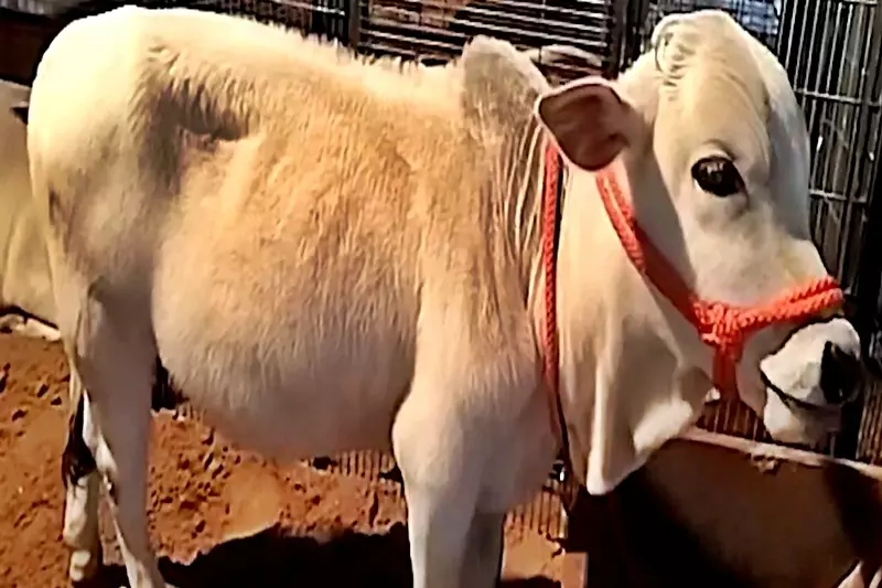 Punganur मेले में पुंगनूर गाय ने बटोरी सुर्खियां Punganur मेले में पुंगनूर गाय ने बटोरी सुर्खियां