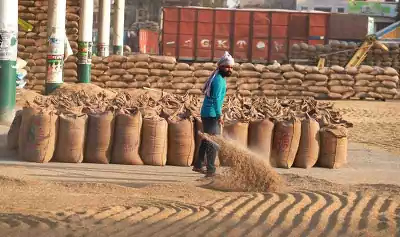 Nawanshahr में 65% से अधिक धान की कटाई पूरी Nawanshahr में 65% से अधिक धान की कटाई पूरी