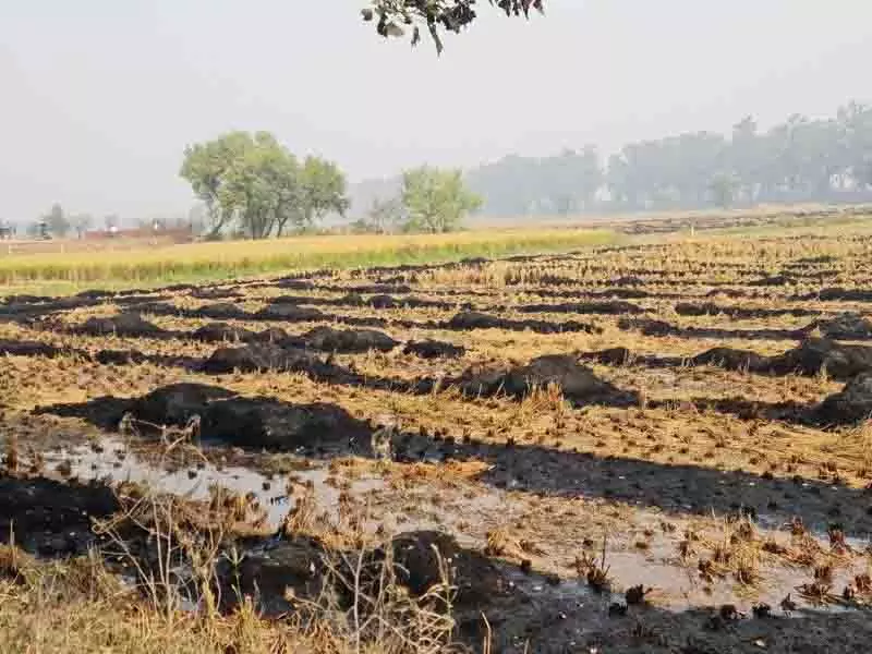 Jalandhar में खेतों में आग लगने की घटनाओं में भारी गिरावट, 2025 में केवल 13 मामले, 2021 में 275 मामले Jalandhar में खेतों में आग लगने की घटनाओं में भारी गिरावट, 2025 में केवल 13 मामले, 2021 में 275 मामले