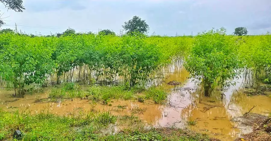 भारी बारिश: सर्दियों की बुवाई को झटका भारी बारिश: सर्दियों की बुवाई को झटका