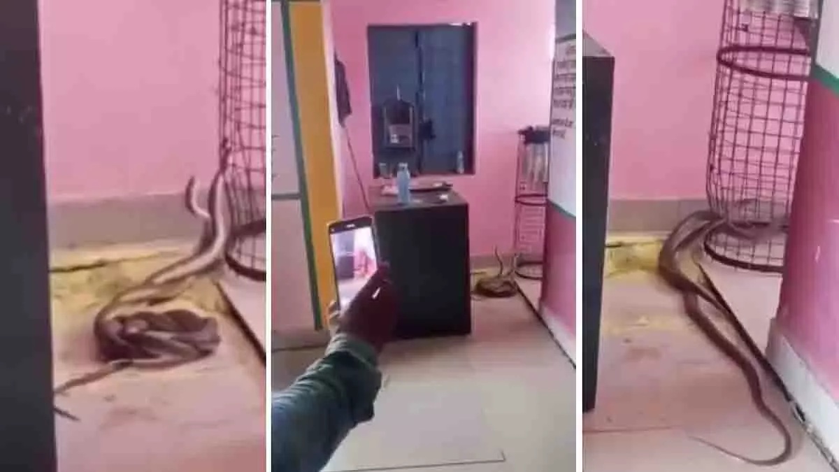 Gwalior के सरकारी स्कूल में कोबरा का जोड़ा घूमता और नाचता हुआ देखा गया Gwalior के सरकारी स्कूल में कोबरा का जोड़ा घूमता और नाचता हुआ देखा गया