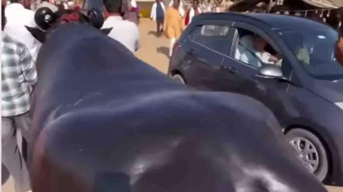 Rajasthan के पुष्कर मेले में 23 करोड़ रुपये का भैंसा वायरल Rajasthan के पुष्कर मेले में 23 करोड़ रुपये का भैंसा वायरल