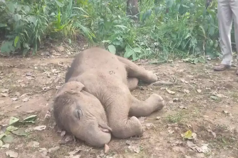 औरानारा परिसर में मादा जंगली हाथी शावक का शव बरामद, पानी में डूबने से हुई मृत्यु की पुष्टि औरानारा परिसर में मादा जंगली हाथी शावक का शव बरामद, पानी में डूबने से हुई मृत्यु की पुष्टि