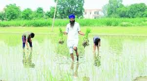 Punjab धान उत्पादन में गिरावट से किसानों को 10,000 करोड़ रुपये का नुकसान
