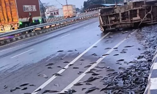 मछलियों की लूट Video, सप्लाई गाड़ी हाईवे पर पलटी