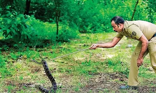 लगातार बारिश: रिहायशी इलाकों से 1,000 सांपों को बचाया गया लगातार बारिश: रिहायशी इलाकों से 1,000 सांपों को बचाया गया