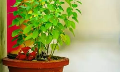 Tulsi Vivah : तुलसी के पास न रखें ये चीजें, वरना घर में होगी आर्थिक तंगी Tulsi Vivah : तुलसी के पास न रखें ये चीजें, वरना घर में होगी आर्थिक तंगी
