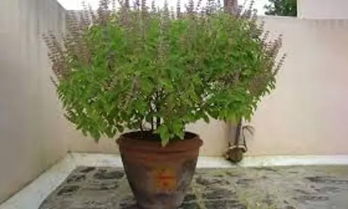 Tulsi Vivah 2025: विवाह से पहले तुलसी की कलियां हटा दें, जानें क्यों Tulsi Vivah 2025: विवाह से पहले तुलसी की कलियां हटा दें, जानें क्यों