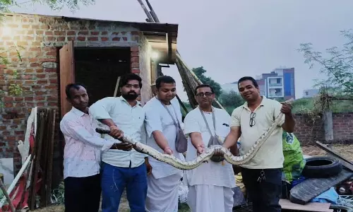 मंदिर में फुफकार मार रहा था अजगर, इधर-उधर भागे सेवादार