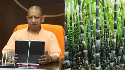 Lucknow: गन्ना किसानों की बल्ले-बल्ले, योगी सरकार ने दाम बढ़ाए ₹30 Lucknow: गन्ना किसानों की बल्ले-बल्ले, योगी सरकार ने दाम बढ़ाए ₹30