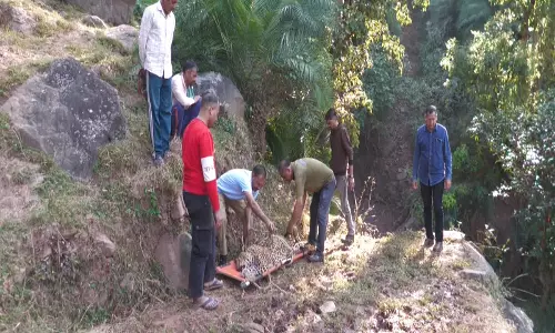उधमपुर में पांच वर्षीय नर तेंदुआ मृत मिला, वन विभाग ने भूस्खलन को बताया संभावित कारण