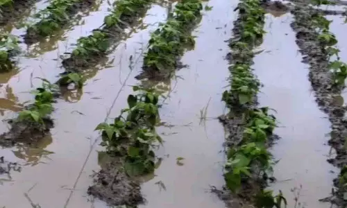 चक्रवात मोन्था के बाद लगातार बारिश से ओडिशा में किसानों की हालत खराब चक्रवात मोन्था के बाद लगातार बारिश से ओडिशा में किसानों की हालत खराब