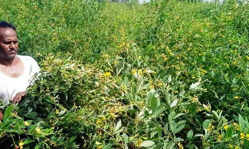 Karnataka : किसान बंपर पैदावार की उम्मीद कर रहे Karnataka : किसान बंपर पैदावार की उम्मीद कर रहे