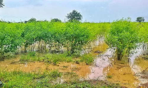 भारी बारिश: सर्दियों की बुवाई को झटका भारी बारिश: सर्दियों की बुवाई को झटका
