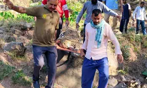 UDHAMPUR: वन क्षेत्र में तेंदुआ मृत पाया गया UDHAMPUR: वन क्षेत्र में तेंदुआ मृत पाया गया