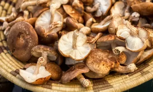 Scientists कार्यात्मक कंप्यूटर मेमोरी बनाने के लिए शिताके मशरूम का उपयोग कर रहे हैं
