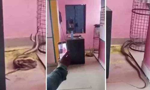 Gwalior के सरकारी स्कूल में कोबरा का जोड़ा घूमता और नाचता हुआ देखा गया Gwalior के सरकारी स्कूल में कोबरा का जोड़ा घूमता और नाचता हुआ देखा गया