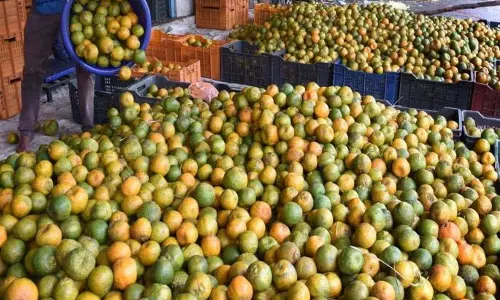 Nagpur के संतरे मार्केट यार्ड फल मंडी में पहुंचने लगे