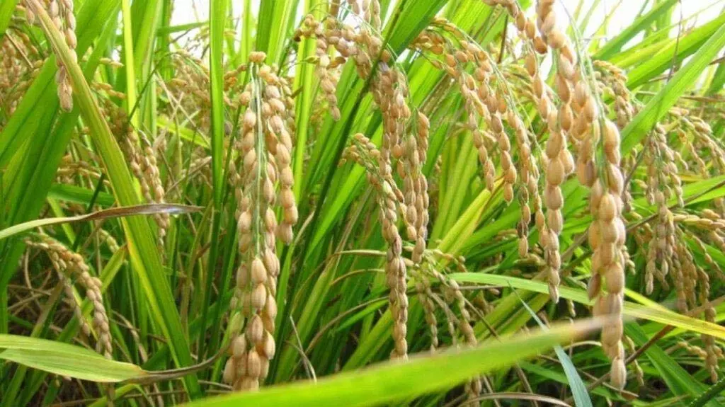 बाढ़ के कारण 200 एकड़ धान की फसल बर्बाद हो गई: किसान परेशान है बाढ़ के कारण 200 एकड़ धान की फसल बर्बाद हो गई: किसान परेशान है