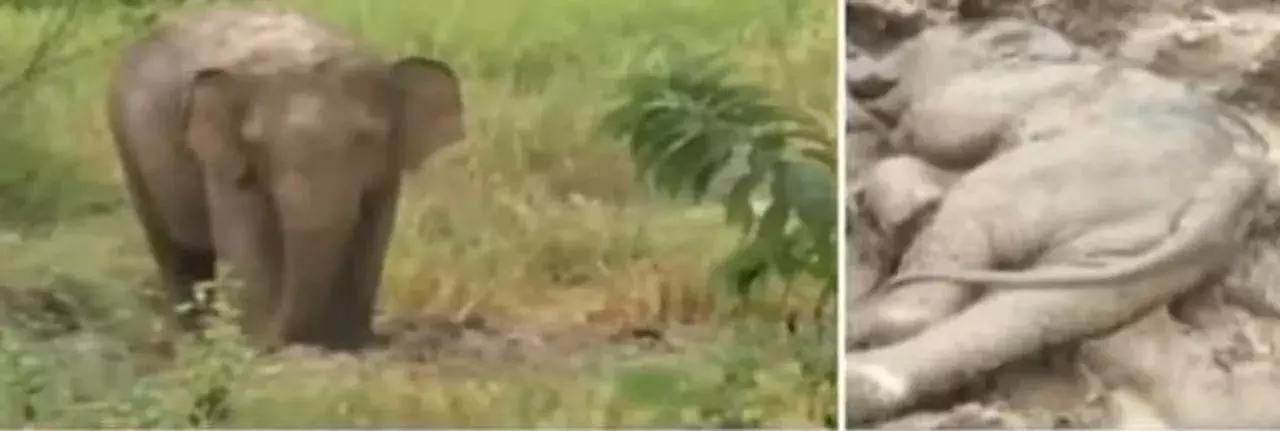 Odisha : सिमिलिपाल में दुखी हाथी अपने मरे हुए बच्चे को छोड़ने से इनकार कर रहा है Odisha : सिमिलिपाल में दुखी हाथी अपने मरे हुए बच्चे को छोड़ने से इनकार कर रहा है
