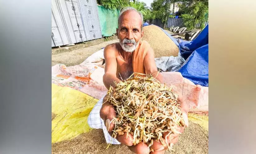 Kerala : किसानों की उम्मीदें टूट गई धान खराब हो गया Kerala : किसानों की उम्मीदें टूट गई धान खराब हो गया