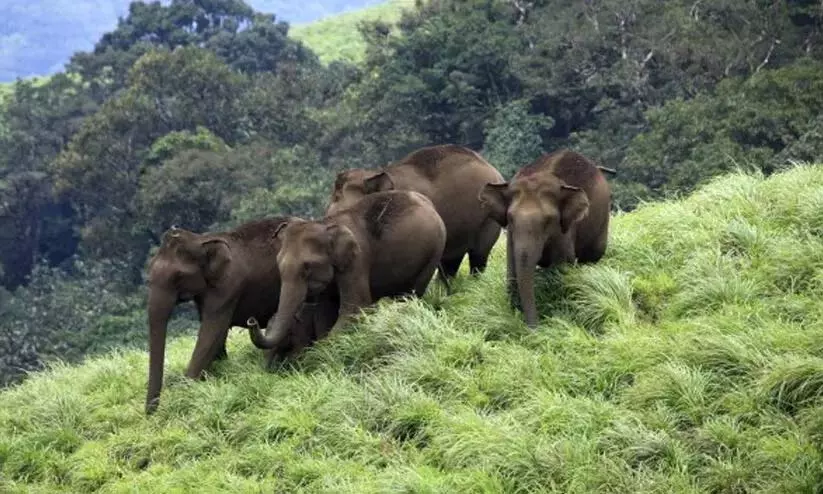 जंगली हाथियों के झुंड ने अरलम फार्म को तबाह कर दिया; दो दिनों में 50 नारियल के पेड़ नष्ट कर दिए जंगली हाथियों के झुंड ने अरलम फार्म को तबाह कर दिया; दो दिनों में 50 नारियल के पेड़ नष्ट कर दिए