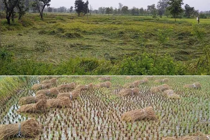 बेमौसम बारिश ने धान की फसलों को फिर से नुकसान पहुंचाया बेमौसम बारिश ने धान की फसलों को फिर से नुकसान पहुंचाया