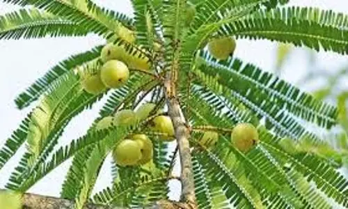 Amla Navami 2025 Vrat Katha: जानिए आंवला नवमी की पौराणिक कथा