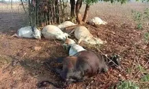 Sonbhadra: हाईटेंशन तार की चपेट में आने से 8 मवेशियों की दर्दनाक मौत Sonbhadra: हाईटेंशन तार की चपेट में आने से 8 मवेशियों की दर्दनाक मौत