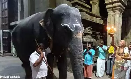 नेल्लैअप्पार मंदिर के लिए हाथी खरीदने पर रोक लगाने की मांग वाला मामला: सरकार को जवाब देने का आदेश दिया गया