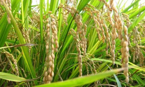 बाढ़ के कारण 200 एकड़ धान की फसल बर्बाद हो गई: किसान परेशान है बाढ़ के कारण 200 एकड़ धान की फसल बर्बाद हो गई: किसान परेशान है