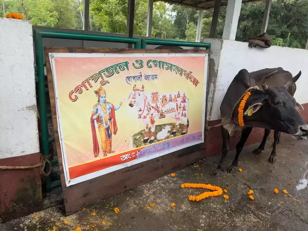 Kharagpur: गोपाष्टमी अवसर पर दिलीप घोष पहुंचे गोपाली आश्रम, की गौसेवा Kharagpur: गोपाष्टमी अवसर पर दिलीप घोष पहुंचे गोपाली आश्रम, की गौसेवा