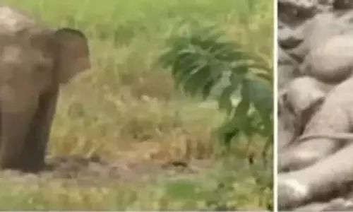 Odisha : सिमिलिपाल में दुखी हाथी अपने मरे हुए बच्चे को छोड़ने से इनकार कर रहा है Odisha : सिमिलिपाल में दुखी हाथी अपने मरे हुए बच्चे को छोड़ने से इनकार कर रहा है