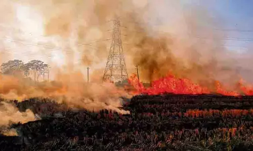 पराली जलाने की घटनाएं फिर चरम पर, Punjab में एक दिन में 283 नए मामले सामने आए