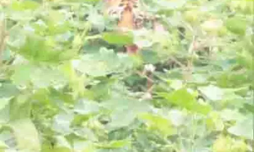 Adilabad में बाघ की आवाजाही से कपास किसानों में दहशत