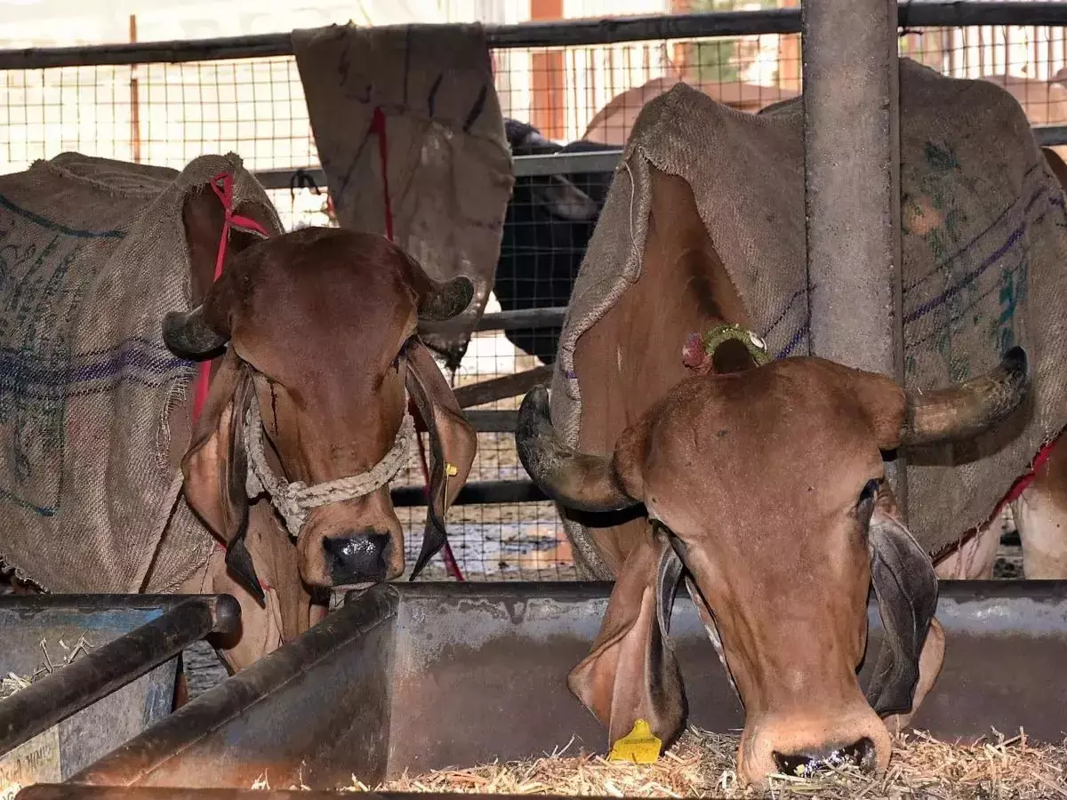 Bareilly: गौशाला में लापरवाही का आरोप, कार्यकर्ताओं ने किया प्रदर्शन Bareilly: गौशाला में लापरवाही का आरोप, कार्यकर्ताओं ने किया प्रदर्शन