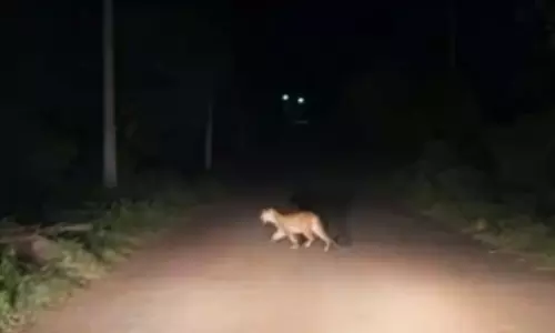 Karnataka : तेंदुए को देखने से ग्रामीण चिंतित Karnataka : तेंदुए को देखने से ग्रामीण चिंतित