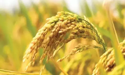 धान के कीमत में बढ़ोतरी; चिंताओं के बावजूद किसानों को उम्मीद