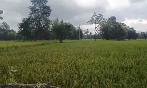 बरगढ़ में अपने खेत में कीटनाशक छिड़कते समय किसान की करंट लगने से मौत