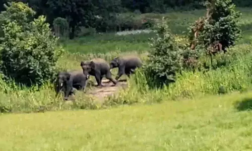 Odisha में हाथियों की दस्तक, रायगढ़ के खेतों में नुकसान की आशंका
