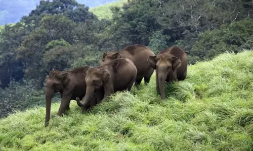 जंगली हाथियों के झुंड ने अरलम फार्म को तबाह कर दिया; दो दिनों में 50 नारियल के पेड़ नष्ट कर दिए