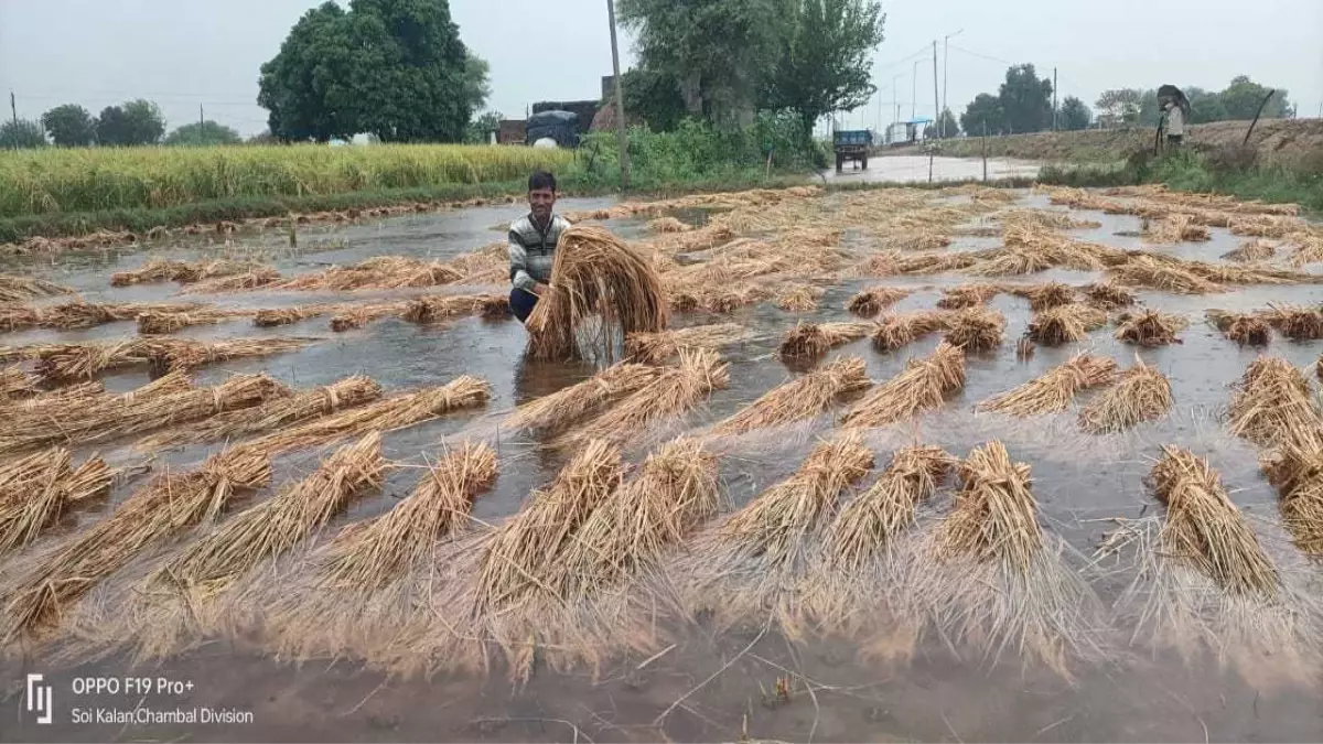 Bhopal: मध्य प्रदेश में मौसम की मार से खेतों में तबाही