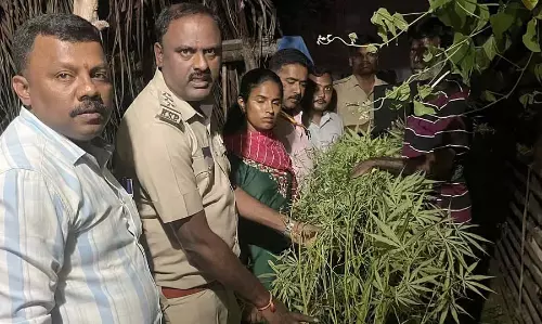 Srirangapatna : एक घर के सामने उगाया गया 9 किलो गांजा जब्त किया
