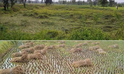 बेमौसम बारिश ने धान की फसलों को फिर से नुकसान पहुंचाया बेमौसम बारिश ने धान की फसलों को फिर से नुकसान पहुंचाया