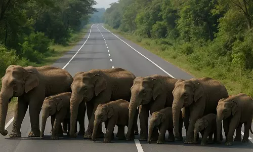साल्ही गांव के पास 11 हाथियों का दल स्टेट हाईवे पर पहुंचा साल्ही गांव के पास 11 हाथियों का दल स्टेट हाईवे पर पहुंचा