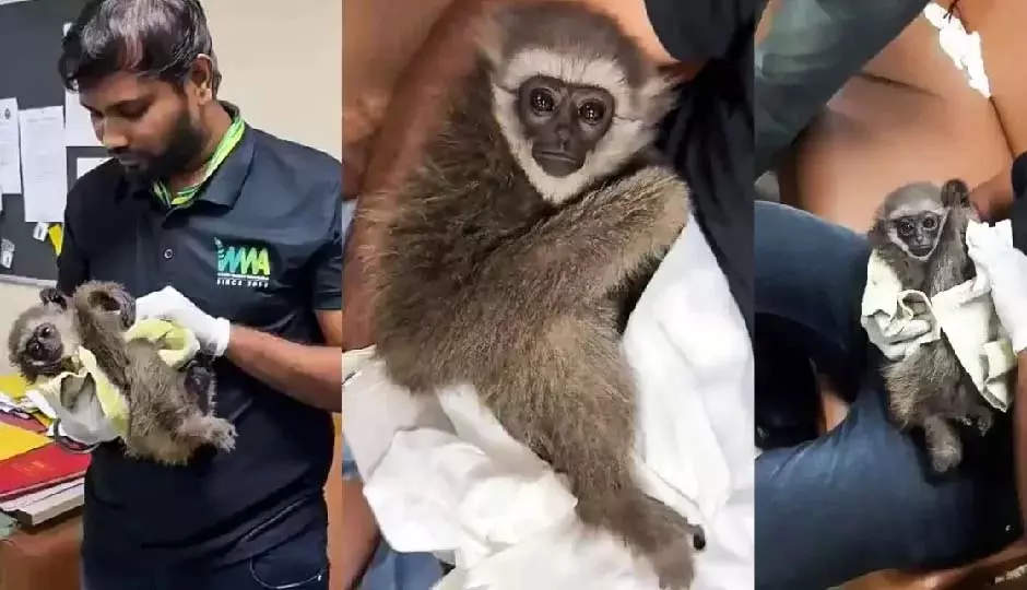 Mumbai: एयरपोर्ट पर विदेशी पर्यटक के बैग से बरामद हुए दुर्लभ सिलवरी गिबन Mumbai: एयरपोर्ट पर विदेशी पर्यटक के बैग से बरामद हुए दुर्लभ सिलवरी गिबन