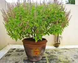 Vastu Tips for Plants: किस दिशा में पौधे लगाना होता है अशुभ, जान लें वास्तु के यह नियम Vastu Tips for Plants: किस दिशा में पौधे लगाना होता है अशुभ, जान लें वास्तु के यह नियम